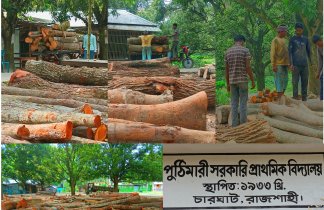 সঃ প্রাঃ বিদ্যালয়ের খেলার মাঠ দখল করে কাঠের ব্যবসা করছে একটি চক্র